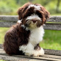 Companion Crosses and Havanese from With Love Breeding Co.
