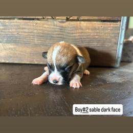 Boy 2 - Sable male Pembroke Welsh Corgi puppy in Greenwood, South Carolina from JOY Farms