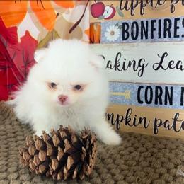AKC Aaron - teddy bear - White male Pomeranian puppy in Byron, Georgia from Tracys Pom Palace