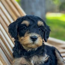 Colorado - Phantom male Goldendoodle puppy in Twin Falls, Idaho from Magic Valley Family Doodles