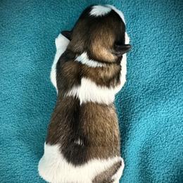Shih Tzu Puppies from T-Amore Shih Tzu