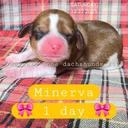 Minerva - Piebald female Dachshund puppy in Harrodsburg, Kentucky from Wayward Home Dachshunds