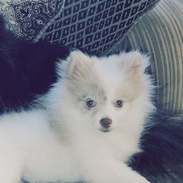 Pomeranians from Abq Poms