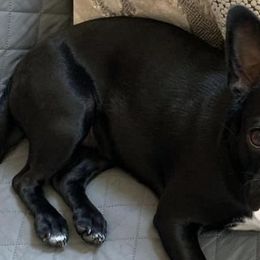 Boston Terriers and Pugs from Brenda's Puppies