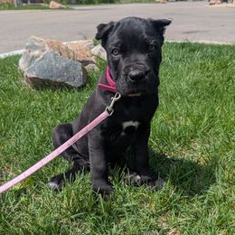 Nave' - Cane Corso