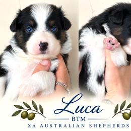Luca - Black tri-color male Australian Shepherd puppy in Gowen, Michigan from XA AUSTRALIAN SHEPHERDS