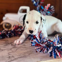 Black Collar Homozygous LUA - White and black male Dalmatian puppy in Hawkins, Texas from Snow Dalmatians