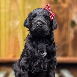 Prosa - Black female Goldendoodle puppy in Centreville, Mississippi from Trin's Designer Doodles