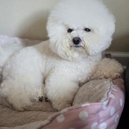 Elza - Bichon Frise