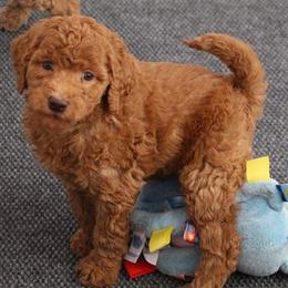 Bernedoodle, Goldendoodle, and Labradoodle Puppies from Apple Creek Doodles