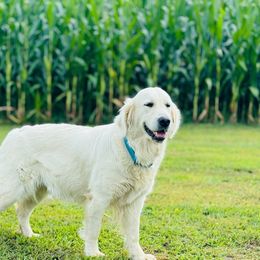 Oakley - Golden Retriever