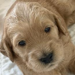 OLIVIA - Red  female Goldendoodle puppy in Porter Ranch, California from Jasperdoodle.com