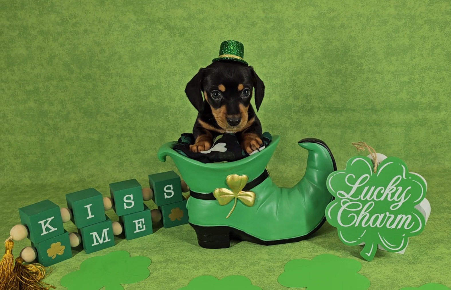 Dachshund Puppies from Newbern's Nuggets