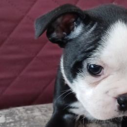 Boston Terriers from Tasmins Treasures
