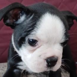 Boston Terriers from Tasmins Treasures