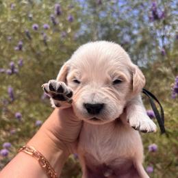 Black (3700) - Light golden male Golden Retriever puppy in Pahrump, Nevada from Southern Nevada Goldens