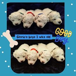 Bichon Frise Puppies from The Blessed Bichons