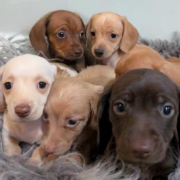 Dachshund Puppies from Goldie Girls Ranch Dachshunds