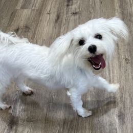 Tutu - White female Maltese puppy in Colonial Beach, Virginia from BeachRidge Pups
