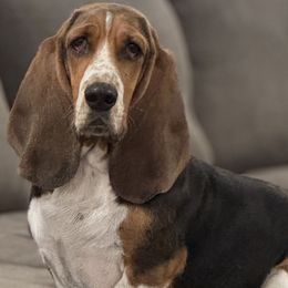 Ruby (Scooby) - Basset Hound