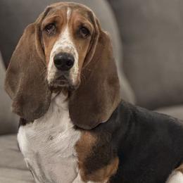 Ruby (Scooby) - Basset Hound