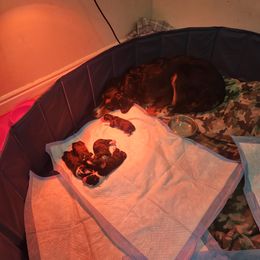 Bernedoodle and Goldendoodle Puppies from Doni Doodles