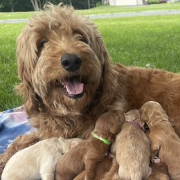 Goldendoodle puppies from Kindred Goldendoodles