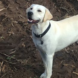 Labrador Retrievers from Forst Family Farms