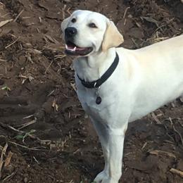 Labrador Retrievers from Forst Family Farms