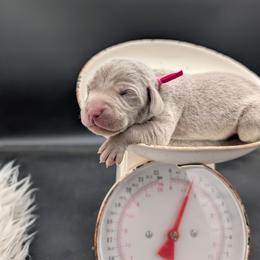 Lorraine - Silver gray female Weimaraner puppy in Evart, Michigan from Drehbar Weimaraners
