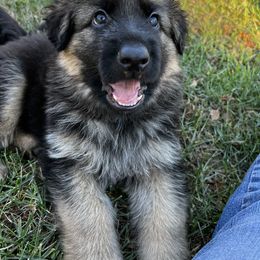 German Shepherd Puppies from Starry Night German Shepherd Dogs