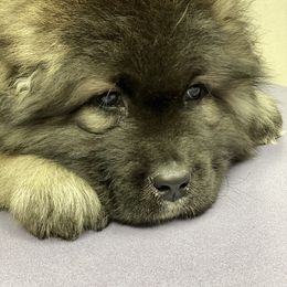 Caucasian Shepherd Dog Puppies from Sila V Krovi