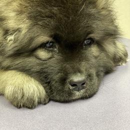 Caucasian Shepherd Dog Puppies from Sila V Krovi
