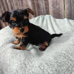 Mr. White - Black and tan male Yorkshire Terrier puppy in Woodway, Texas from The Yorkie Empire
