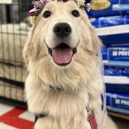 Golden Retriever Puppies from Seven Hills Goldens