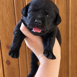 Chase - Black male Labrador Retriever puppy in Tomahawk, Wisconsin from Mahner Labs