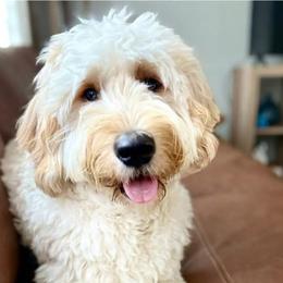 Cockapoo and Goldendoodle All Grown Up from Meghan McKay