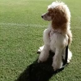 Poodle Puppies from White Willow Poodles
