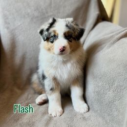 Flash - Blue merle male Australian Shepherd puppy in St. George, Utah from Rock Canyon Australian Shepherds
