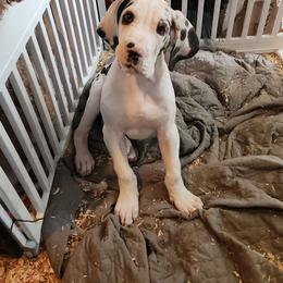 Harlequin male - Harlequin male Great Dane puppy in Gig Harbor, Washington from Lakaya Danes