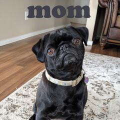 Pug All Grown Up from Rachel Sauder