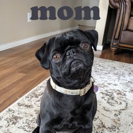 Pug All Grown Up from Rachel Sauder