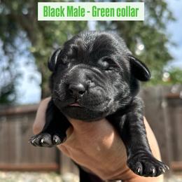 Green Collar - Black male Labrador Retriever puppy in Galt, California from On My Side Kennels