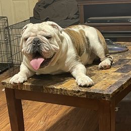 Zen - Bulldog