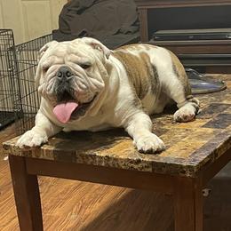 Zen - Bulldog