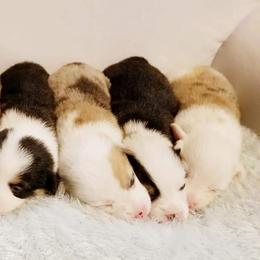 American Corgi and Pembroke Welsh Corgi Puppies from Whimsical Treasure Corgis