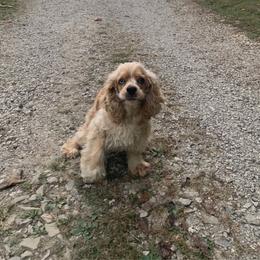 Shelby - Cocker Spaniel