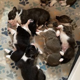 Cardigan Welsh Corgi and Pembroke Welsh Corgi Puppies from Veyron Cardigan and Pembroke Welsh Corgis