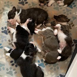 Cardigan Welsh Corgi and Pembroke Welsh Corgi Puppies from Veyron Cardigan and Pembroke Welsh Corgis