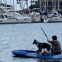 Pomeranians, Pomskies, and Siberian Huskies from Pine & Sea Poms and Pomskies